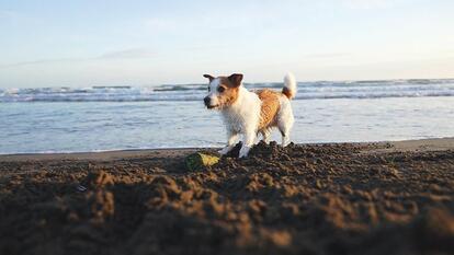 Veterinarian Warns Dog Owners of Sand Impaction