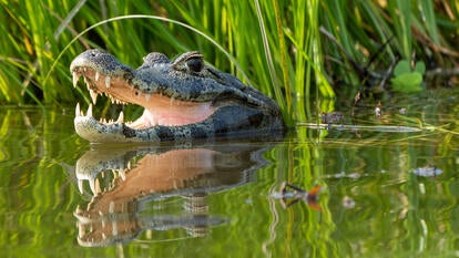 Alligator