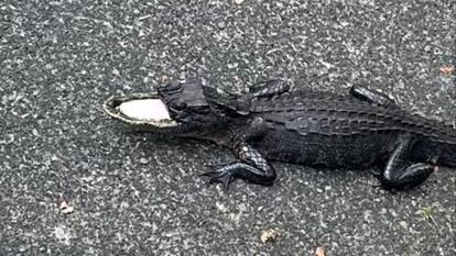 alligator with half a jaw