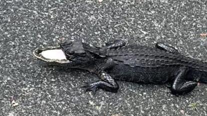 alligator with half a jaw