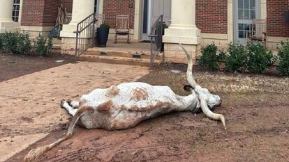 Dead Longhorn Found on Frat House Lawn