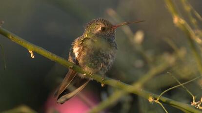 BB the Broad-Billed Hummingbird sits on branch