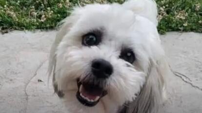 White Shih Tzu named Teddy