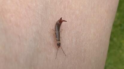 Earwig