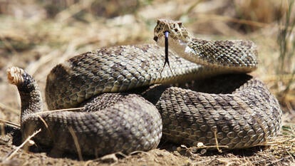 Rattlesnake 