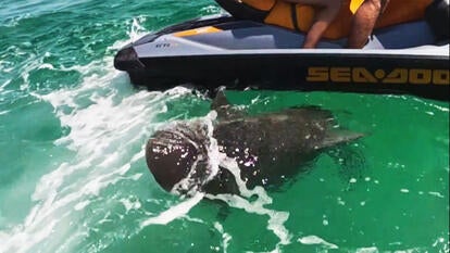 Shark jumps out at jet skier