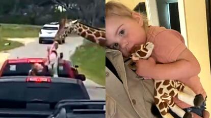 giraffe lifting toddler from back of pick-up truck