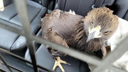 eagle inside patrol car