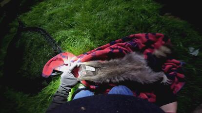 Raccoon With Jar Stuck on Head Gets Rescued