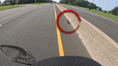 Hero Saves Kitten Running on Busy Long Island Parkway