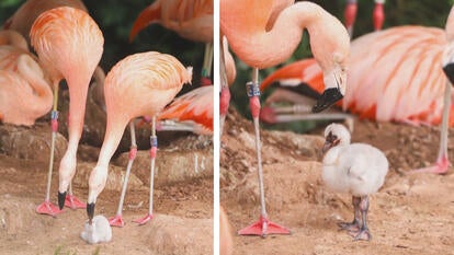 Curtis and Arthur, a same-sex pair of Chilean flamingos, adopted an abandoned egg and are now raising the chick together at the UK's Paignton Zoo. 