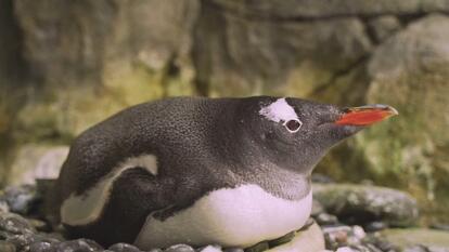 Penguin That Raised Chicks With Same-Sex Partner, Dies at 12