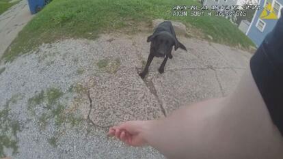 Black lab coming towards police officer