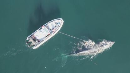 Rescuers Spend 4 Days Freeing Whale Caught in Fishing Line 