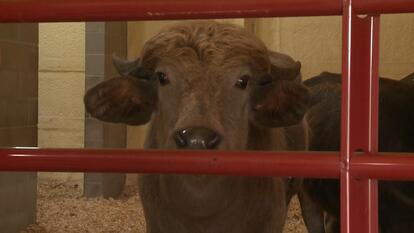 Water Buffalo Has Bullet in Abdomen After Being Shot by Police