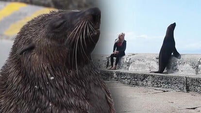 Seal, woman sitting next to seal near ocean