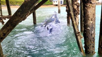 Young Pygmy Blue Whale Freed by Dismantling a Wharf