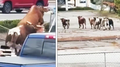 Bull jumps fence, bulls running away