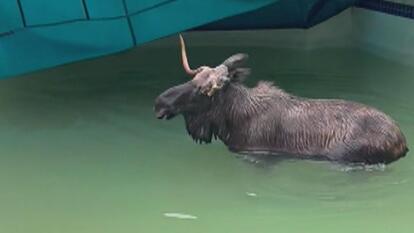 New Hampshire First Responders Rescue Moose Taking a Swim