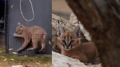 An endangered big cat, called a caracal, was captured in an Illinois suburb.