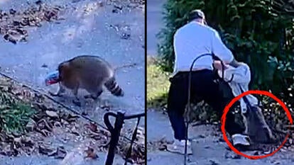 Raccoon With Jar Stuck on Head Helped by 2 Kind Strangers 