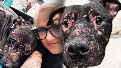 'Bait Dog' Healing After Being Found Covered in Open Wounds