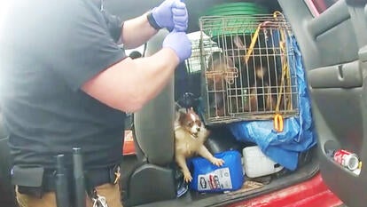 dog being removed from truck