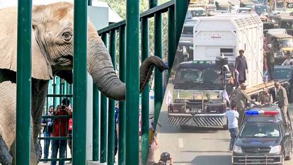 Elephant Sisters Reunited After 15 Years Apart