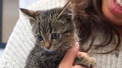 A stray kitten named Evergreen who was found in a Christmas tree is looking for a forever home. 