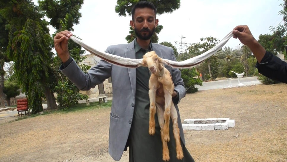 Check Out This Goat’s Enormous Ears