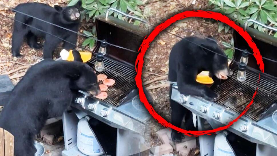 Bear eating a family's burger patties off the grill.