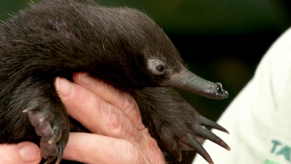 A critically endangered echidna, also known as a puggle, is cared for at Taronga Wildlife Hospital in Australia.