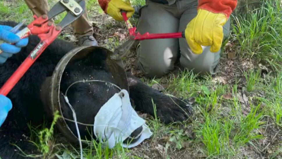 A bear seen with an old metal milk can around its neck was set free by Vermont Fish and Wildlife Department.