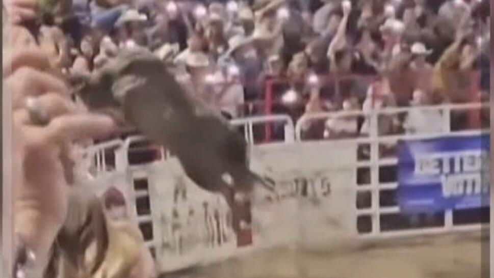 Bull Escapes Arena During Rodeo Event, Injures 3 People
