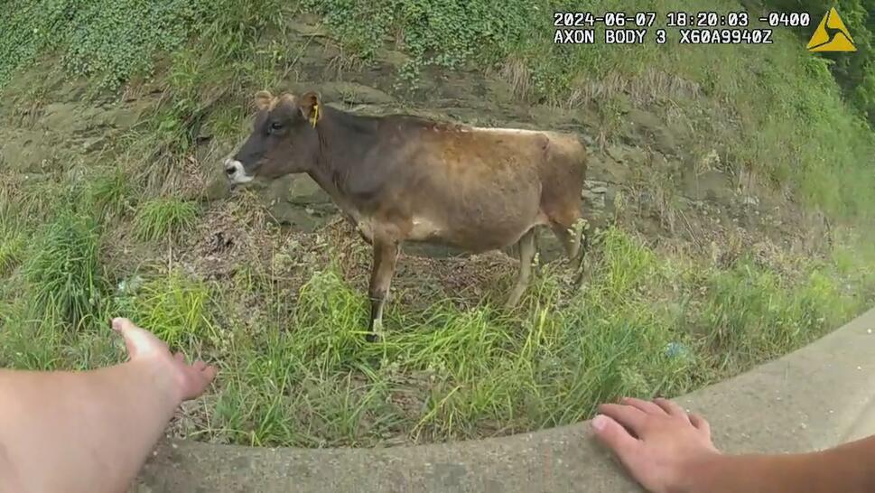 Police Corral Cow After It Fell Off Trailer on Roadway