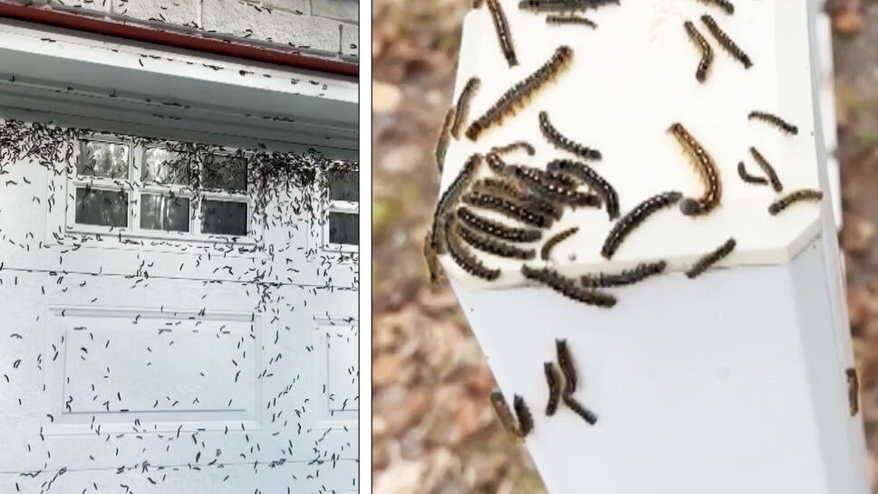 Caterpillar infested house