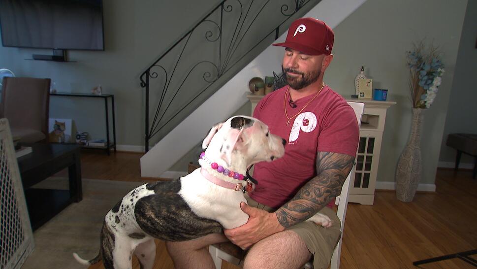 White and brown dog puts paws on seated man in Phillies hat and shirt 