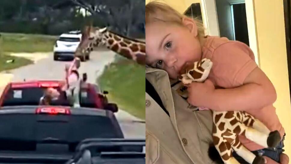 giraffe lifting toddler from back of pick-up truck