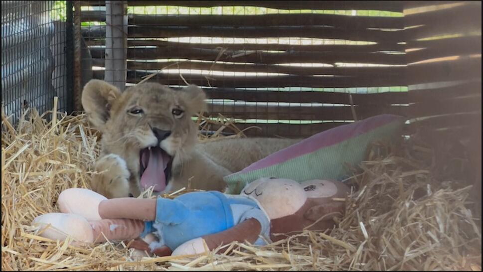 The 6-month old lion cub named Freya was rescued in the illegal trade of wild animals in Lebanon and brought to live at Drakenstein Lion Park in South Africa.