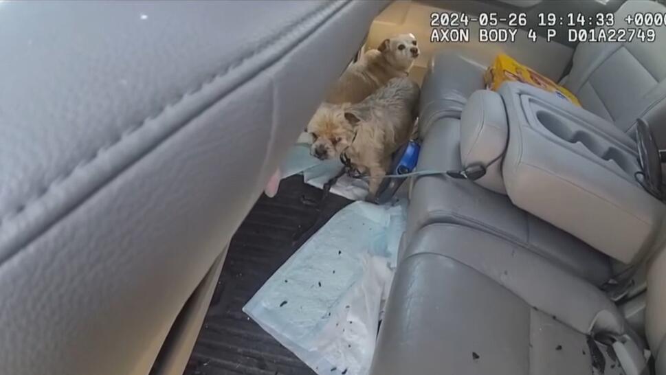 A Las Vegas cop saved two dogs who were locked inside a minivan in 100 degree heat.