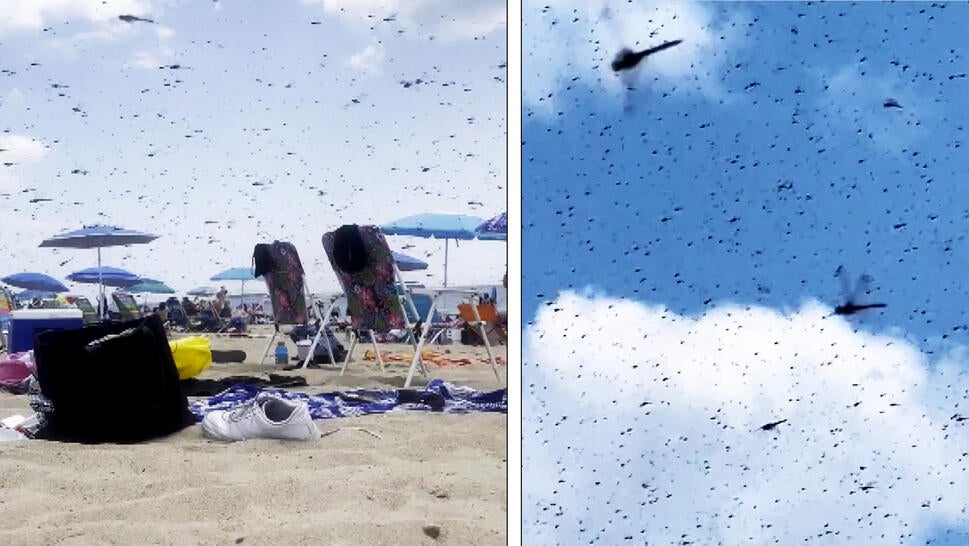 Dragonflies swarm the beach