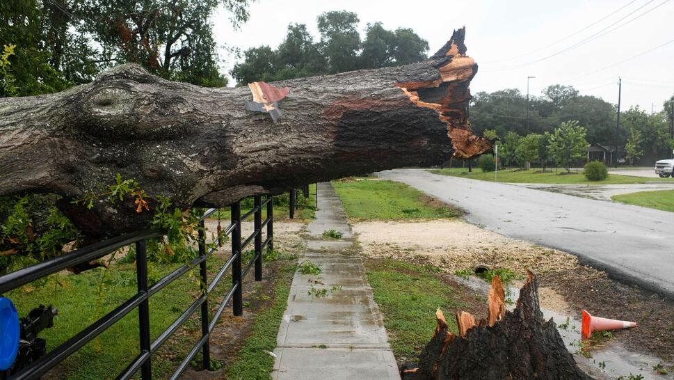 A downed tree sits along a fence in Rosenberg, Texas, on July 8, 2024, after Hurricane Beryl made landfall.