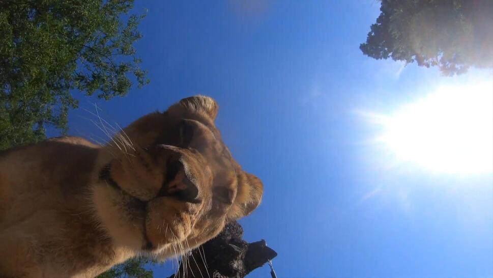 A pride of lions at the Oregon Zoo moved a camera that was hidden by zookeepers. 