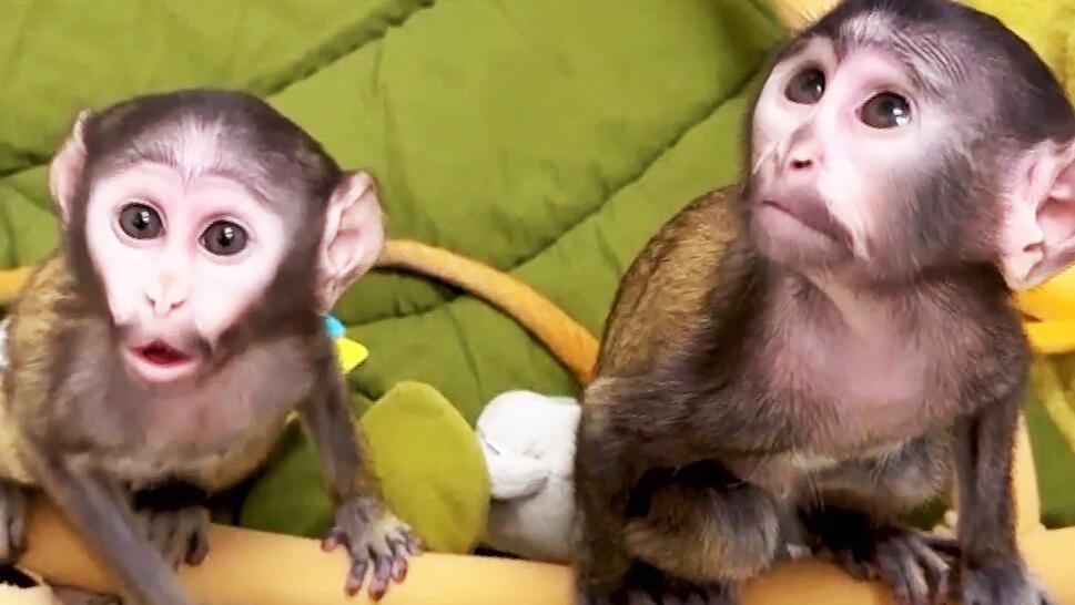 Two endangered patas monkeys will be raised by zookeepers in New York after they were rejected by their mothers.