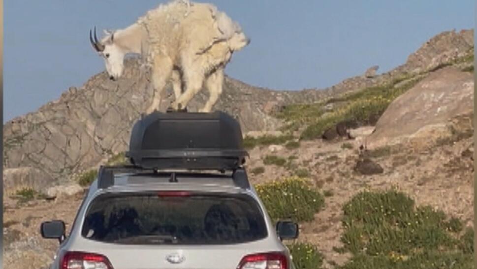 Mountain Goats Caught Stomping on Hiker's Car