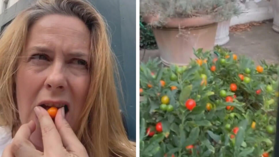 Alicia Silverstone Eats Poisonous Fruit