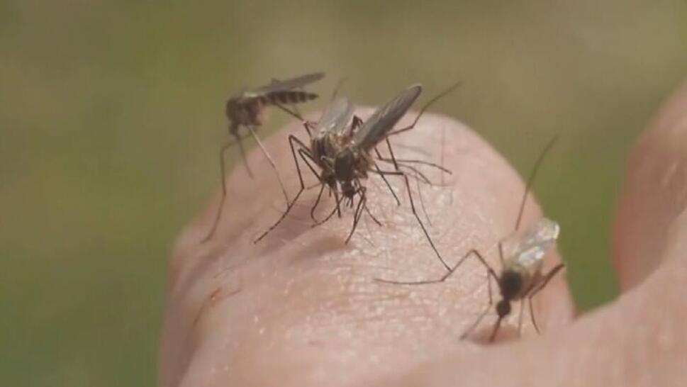 3 mosquitos on a persons finger