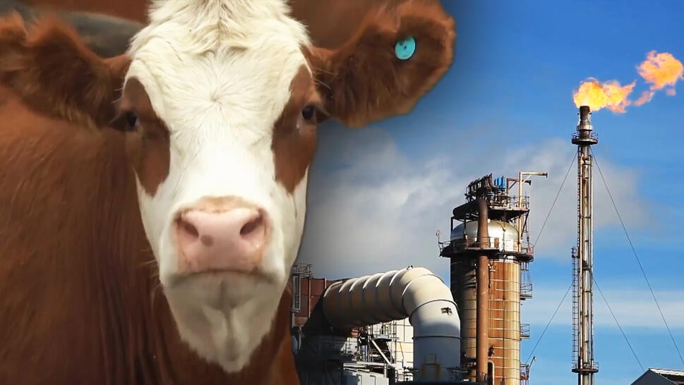 Cow, Energy plant