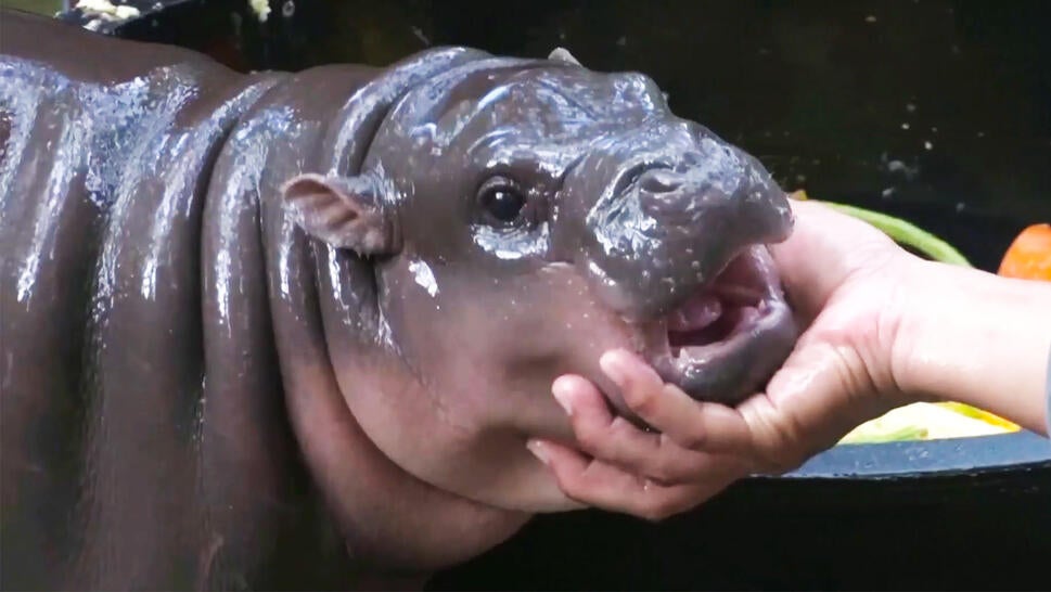 A 2-month old hippopotamus with social media clout named Moo Deng is attracting visitors to the Chonburi zoo in Thailand.