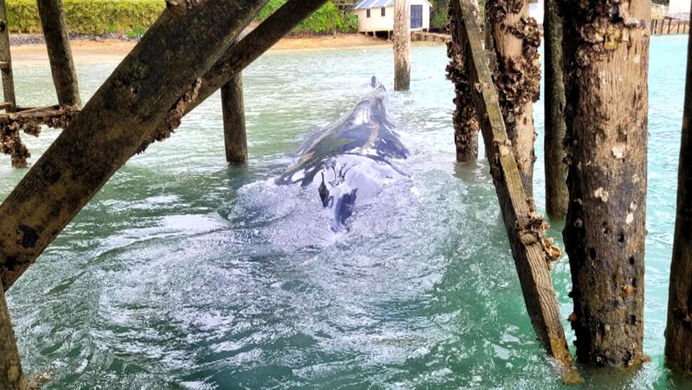 Young Pygmy Blue Whale Freed by Dismantling a Wharf